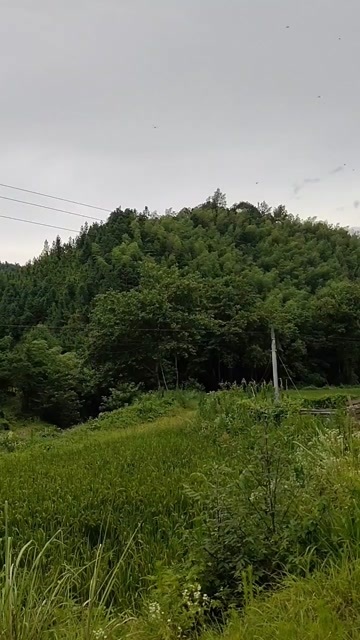 泰和县泰和县纯野生蜂蜜天然成熟蜜，一年只取一次，营养健康滋补品