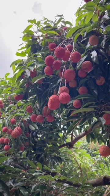 广州自家种植桂味荔枝，每天新鲜采摘，当天发货，清甜爽口，可发顺丰