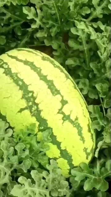 靖边县陕北榆林沙漠西瓜
