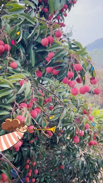 广州自家种植桂味荔枝，清甜爽口，果大核小