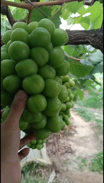 西昌市西昌阳光玫瑰