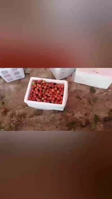 惠来县桂味荔枝 广东揭阳惠来产地收购直发 热带水果新鲜采摘，来。。
