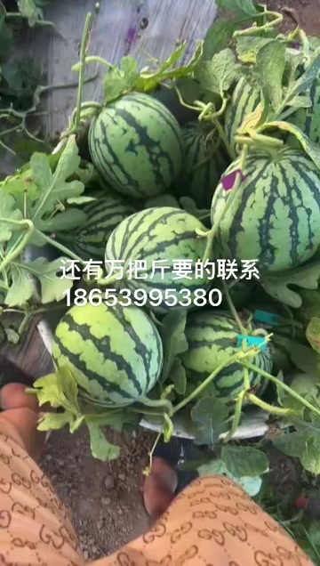 启东市美都西瓜，6到11斤