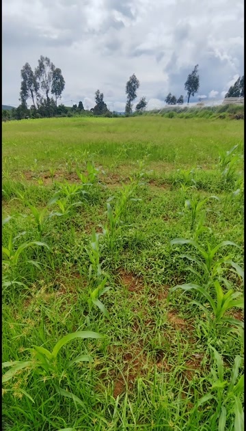 安宁岀租地四百亩，需要联系