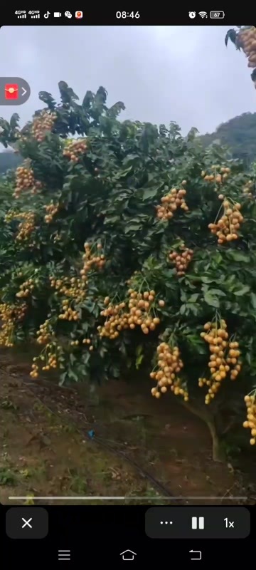 玉林黄皮果
