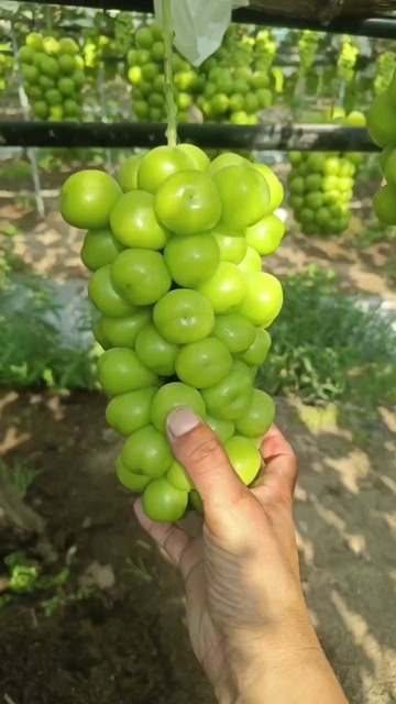 新沂市阳光玫瑰