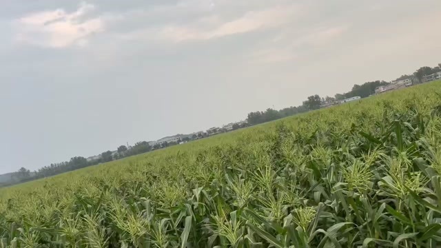 天门市甜玉米太阳花9号