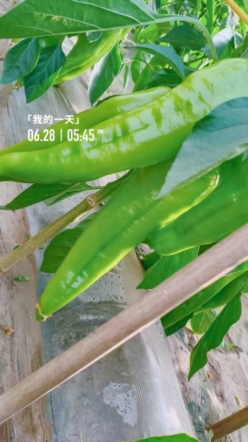 内蒙古赤峰巴林左旗产地直供新鲜尖椒辣椒蔬菜