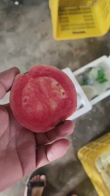 【软糯香】一件代发红心芭乐软心新鲜番石榴应季当季软心水果