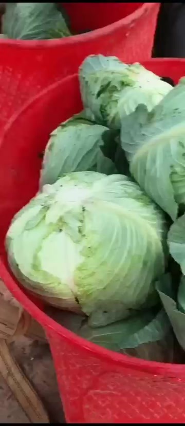 奥奇娜