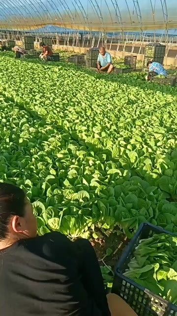 曹县山东曹县新鲜快菜小白菜叶菜类蔬菜批发