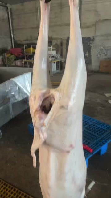 青县带皮母羊胴体