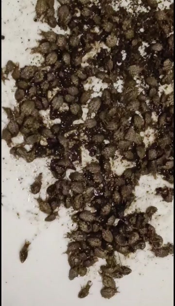 地牯牛清水干货