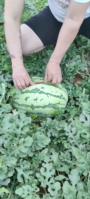 忻州西瓜