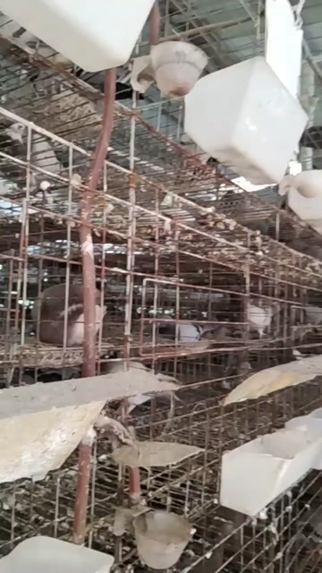 肉鸽