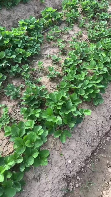 太和县天仙醉草莓苗 安徽阜阳太和县优质种苗 直接发货
