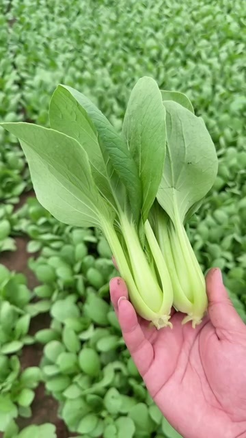 曹县山东曹县直供上海青 新鲜叶菜类蔬菜批发