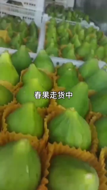 荣成市威海青皮无花果大量走货中