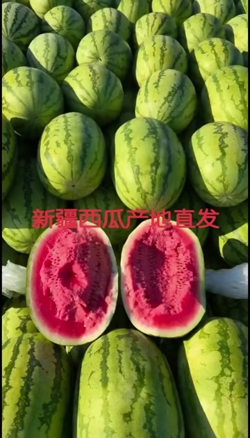 昌吉市新疆西瓜产地直发，8公斤起步，口感好13个糖