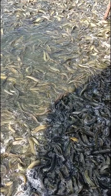四川眉山东坡区鲜活泥鳅水产食用鱼批发，3万斤以上