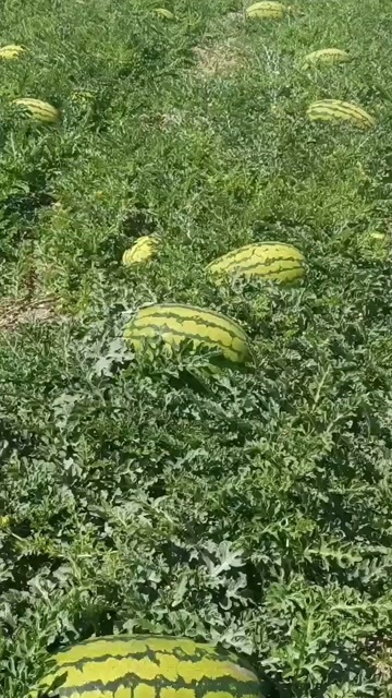 中宁县宁夏石头瓜质量三包