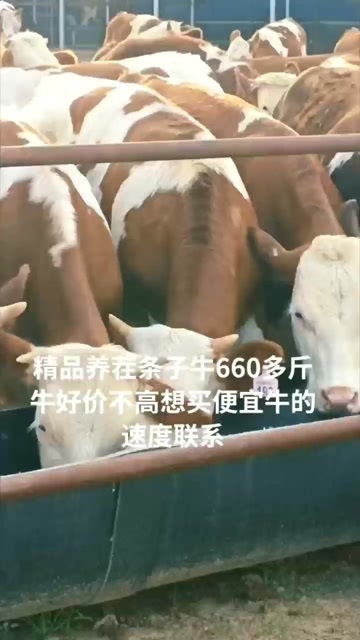 科左后旗内蒙古通辽科尔沁后旗西门塔尔牛供应