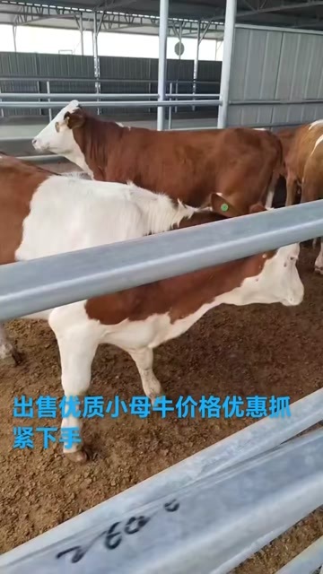 科左后旗西门塔尔小母牛，够养茬的母牛