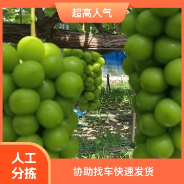【推荐】夏邑新鲜阳光玫瑰现摘现发甜香可口,产地一手质量三包!