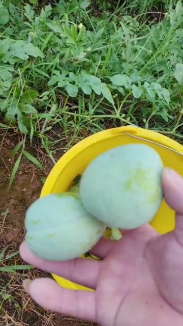 灌阳县灌阳奈李