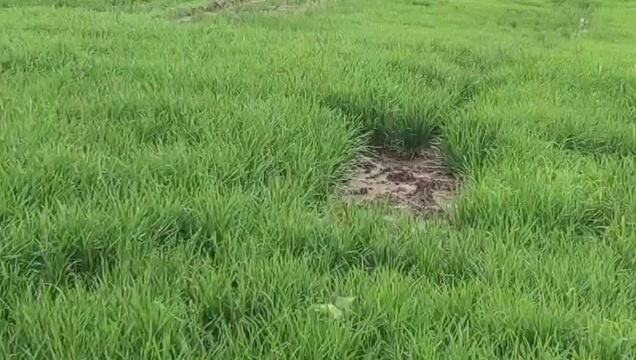 射洪市韮菜，可现割。