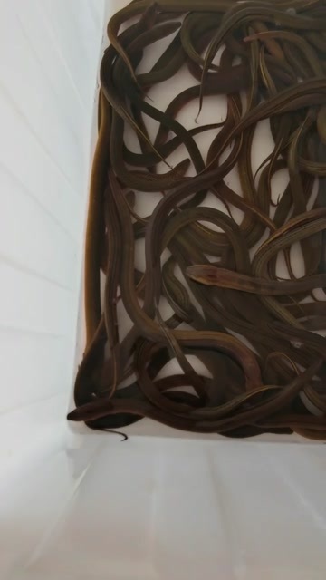 黄鳝，1-2量 和2-3量规格