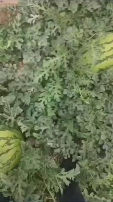 中宁县硒砂瓜大量上市