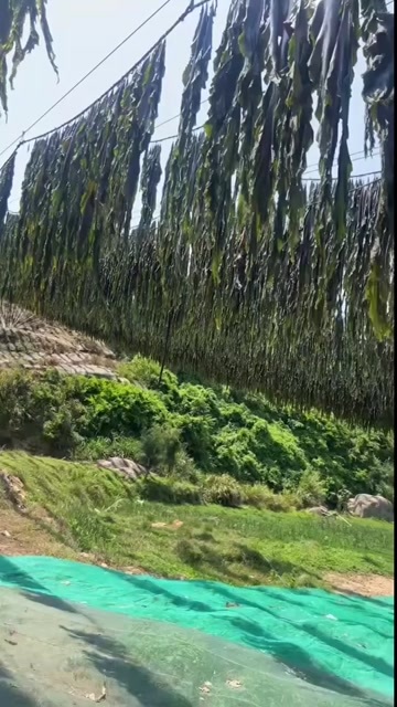 通城县￼￼￼￼￼刚晒好的福建霞浦海带