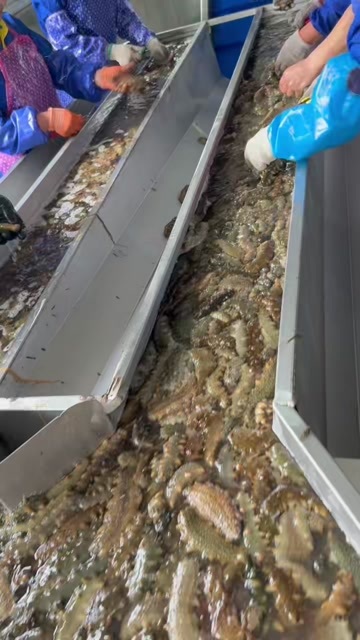 庄河市海参源头工厂一站式的批发
