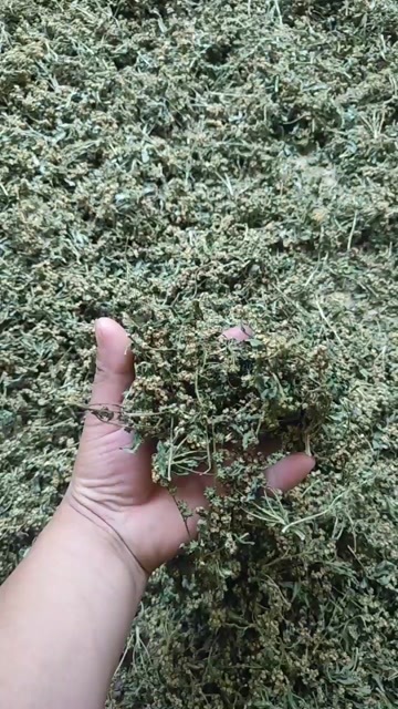 古蔺县古蔺赶黄草