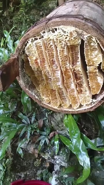 安福县自己家深山野生蜂蜜一年就一次数量有现、