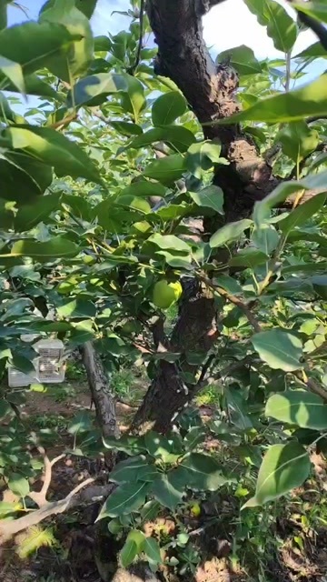 大荔县六月酥青皮梨，清甜可口，酥脆多汁