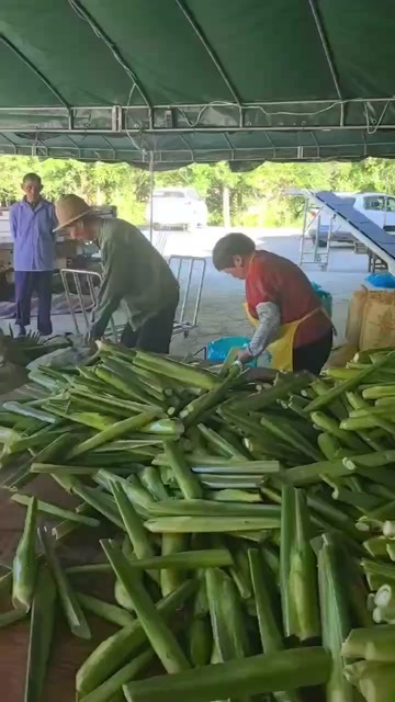 茭白个，一手货源充足