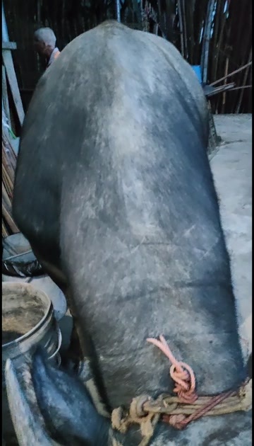 水牛