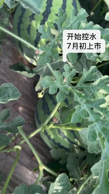 宁县台农无籽美都
