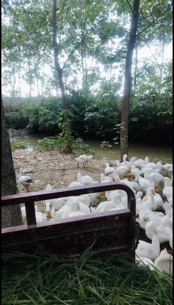 大三花
