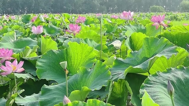 南昌县现摘水果莲蓬 老莲子