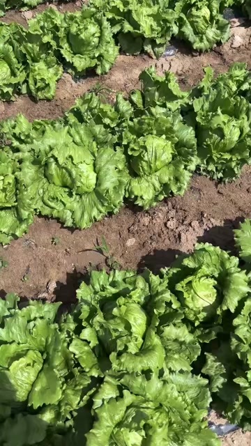 基地直销，生菜上市，大量寻求源头采购厂家。