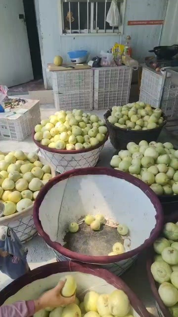 日本甜宝甜瓜，口感香，脆，甜，外观淡黄