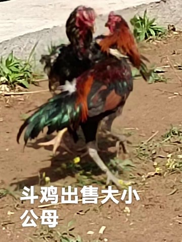 嘉祥县鲁西南斗鸡