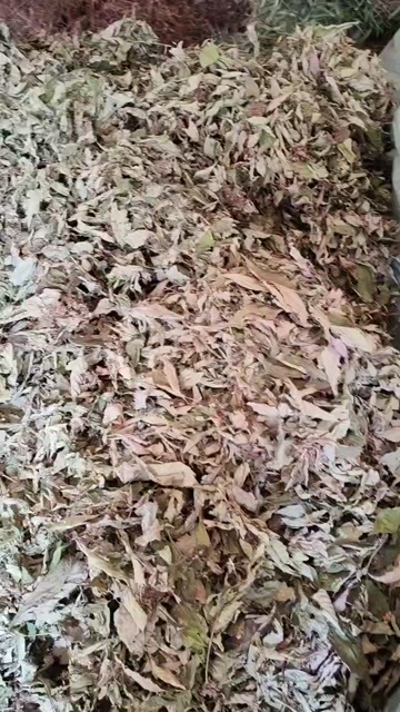 全州县紫珠叶