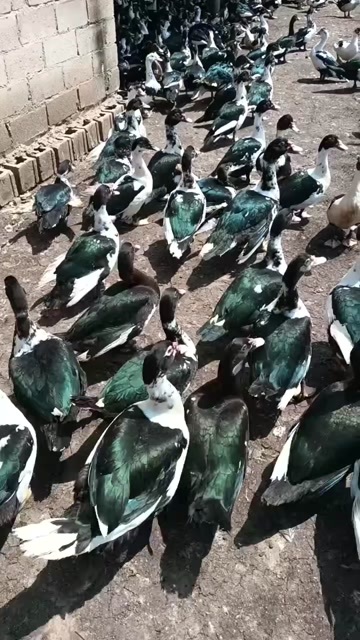 漳浦县正番鸭，大花母生态养殖￼