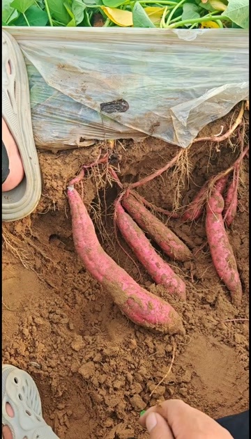 蒲城县陕西沙土地秦五板栗红薯，通货，商品