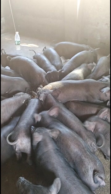 博白县黑猪苗皮毛光亮，体型好