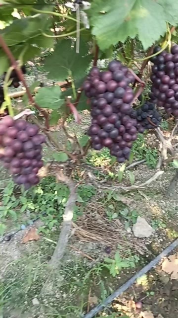 蓝山县夏黑葡萄